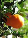 Citrus aurantium var. myrtifolia (detail) | The Medieval Garden ...