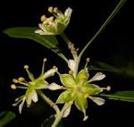 Quillajaceae <b>Quillaja</b>