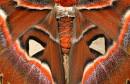 Atlas Moth   Worlds Largest Moth Never Eats Animal Pictures and