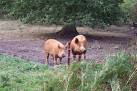 The Merrist Wood agricultural college keeps a variety of animals on its - via Daymix