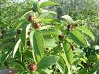 <b>Karwinskia</b> humboldtiana —