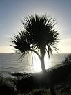 Balmy Bahamas, Hot Hawaii, - via Daymix