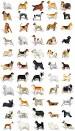 Dogs Types | Dog-