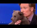 Mizejewski: Brown Bear Cub