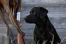 Wildrose Kennels - Gentlemans Gundogs