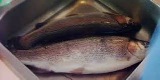 Zwei schöne Regenbogenforellen Foto: Sascha Seiffert. Filetieren von Fischen. Fischfilets sind als Speisen besonders beliebt, ...