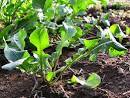 Organic vegetable gardening posts about ARUGULA. | Tiny Farm Blog