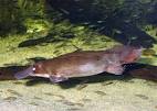 PLATYPUS 2.jpg