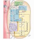 <b>Carbohydrate Metabolism</b> of the