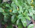 <b>Rubiaceae</b> Gardenia sp.