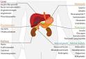 Endocrine system - Wikipedia, the free encyclopedia