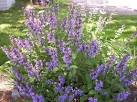 PlantFiles: Picture #2 of Broadleaf Sage, Common Sage,. Dalmatian ...