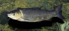Ctenopharyngodon idella