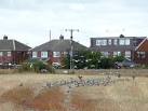 Wood pigeons and feral pigeons - via Daymix