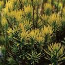 <b>Cephalotaxus</b> harringtonia