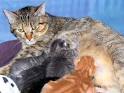 House-Cat Gestation Period for Pregnancy | eHow.