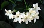 Wallpaper, computer, flower, jasmin, image, jasmine - 342592