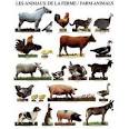 Livestock farming information for those raising cattle, hogs and sheep