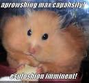 http://funnypicturesimages.com/images/image/funny-pictures-hamster-eat.jpg