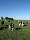 The cow in the foreground has decided to have a pee just as I clicked to - via Daymix