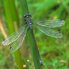 Attēlu rezultāti vaicājumam “Lestes dryas male”