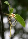 <b>Strophanthus</b> kombe Oliv.
