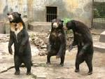 Sun Bear As A Pet | Plus Pets - Dogs, Cats, Puppies, and much more.