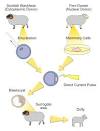 File:Dolly clone.svg - Wikipedia, the free encyclopedia