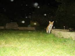 orbs