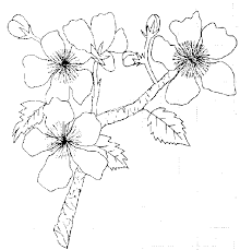 apple blossom clip art