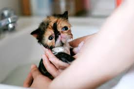 japanese kitten