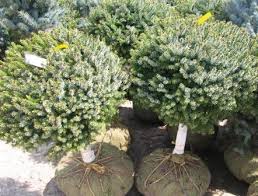 pictures dwarf evergreens