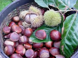 pictures chestnut trees