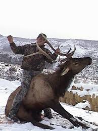 bucking bulls