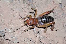 insects beetles pictures
