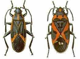 milkweed bug pictures