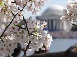 Cherry Blossom Festival