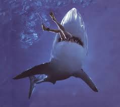shark