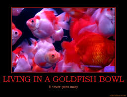 goldfish bowl pictures