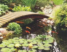 backyard fish pond