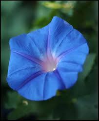 morning glory flower