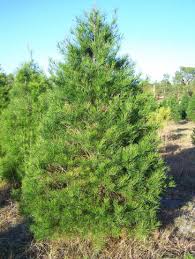 spruce pine trees