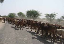 cattles