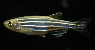 Demande d'aide, astuces .. Zebra_danio