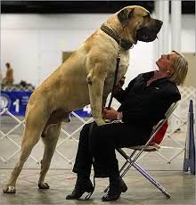 mastiff dogs