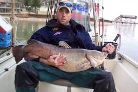 flathead catfish pictures