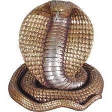 king cobra snake photos