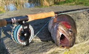 fly fishing trout