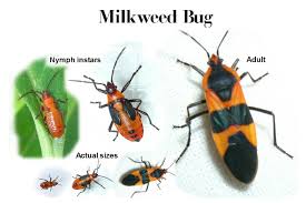 milkweed bug pictures