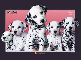 dalmatians